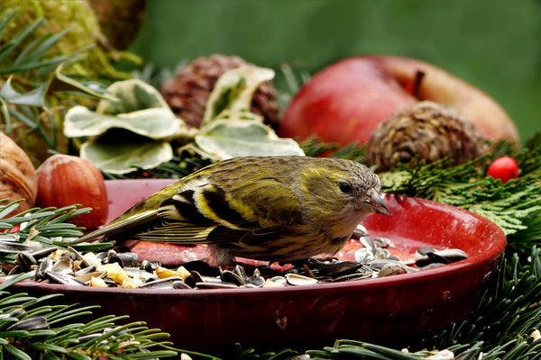 Siskin with dish of seeds.