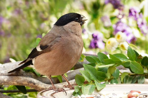 Image of a bullfinch eating a seed mixture on the floor