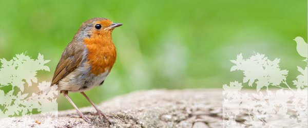 Robins that keep coming back to be fed says bill oddie