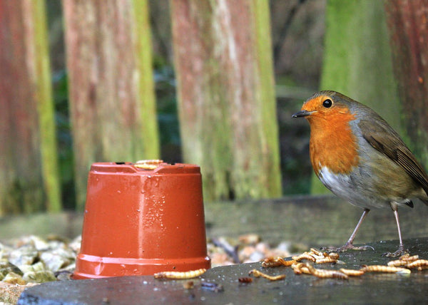 Image of a robin standing near to some mealworms