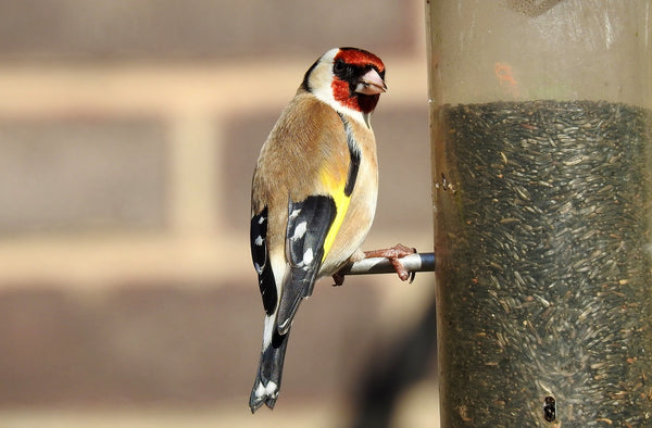 The Goldfinch bird on feeder