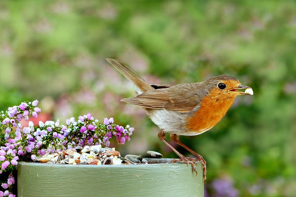 Image of a robin eating from a pot of seed mix