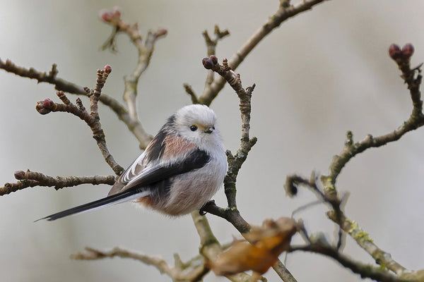 The long tailed tit garden bird