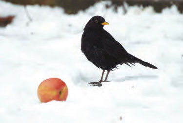 blackbird-on-snow