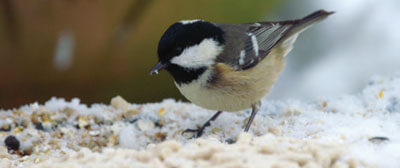 coal-tit