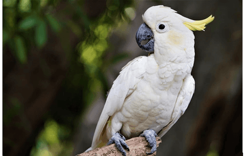 Perle snorkel Allerede Cockatoos make great companions