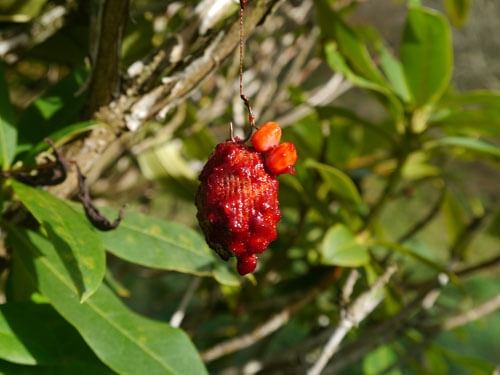 corn-and-the-Liquid-Robin-Red-poured-over