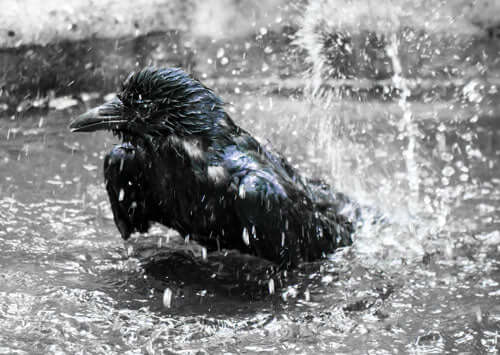 crows-bathing
