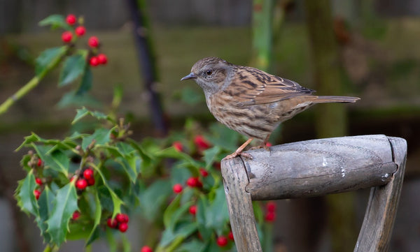 The Dunnock bird