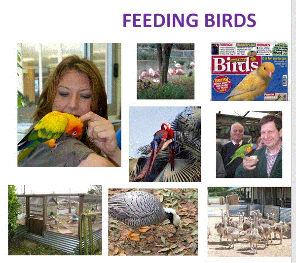 Feeding birds with Haith's diets