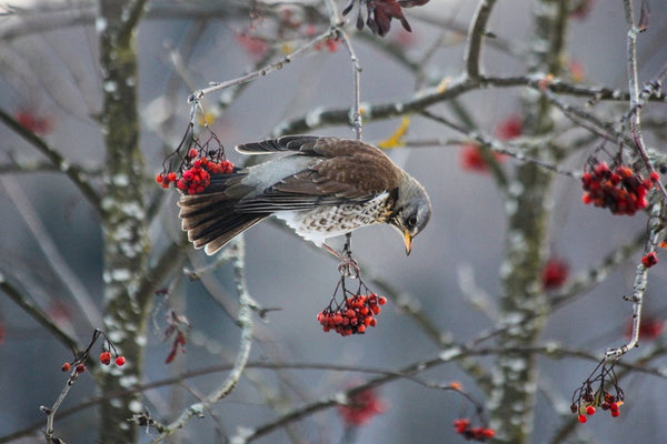 The Fieldfare bird