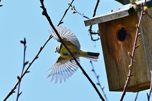 Blue tit flying