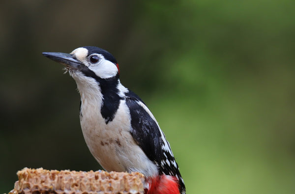 The Great Spotted Woodpecker