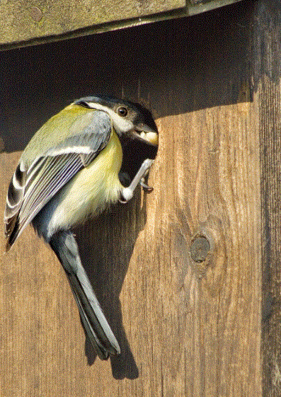 Great Tit