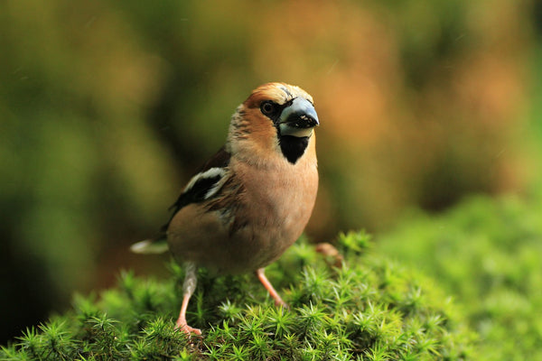 The Hawfinch bird