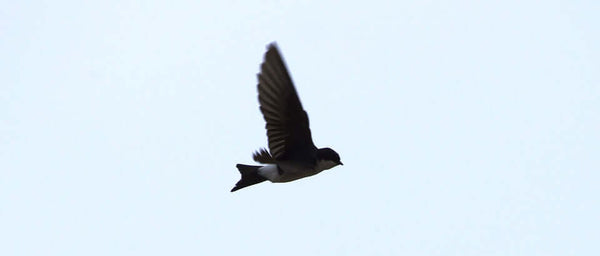 house martin