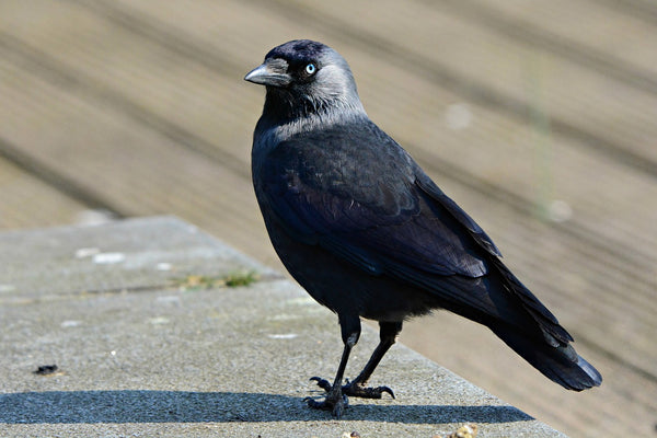 The Jackdaw bird