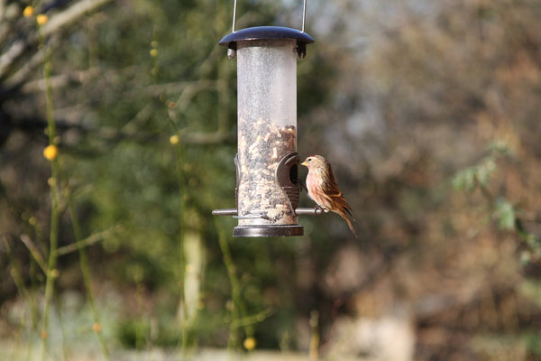 The Linnet garden bird