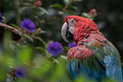 macaw2