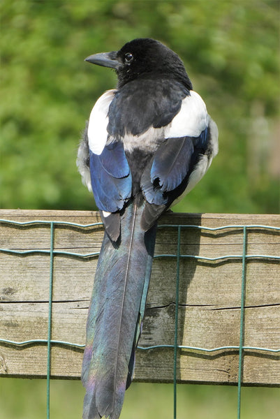 the Magpie bird