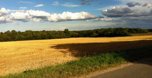 Panic Ploughing in our countryside