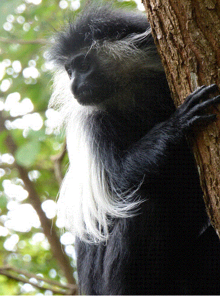 black & white colobus monkey