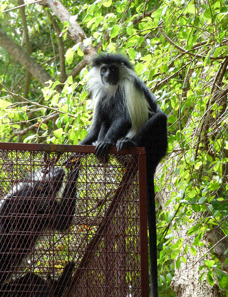 Free living colobus monkey