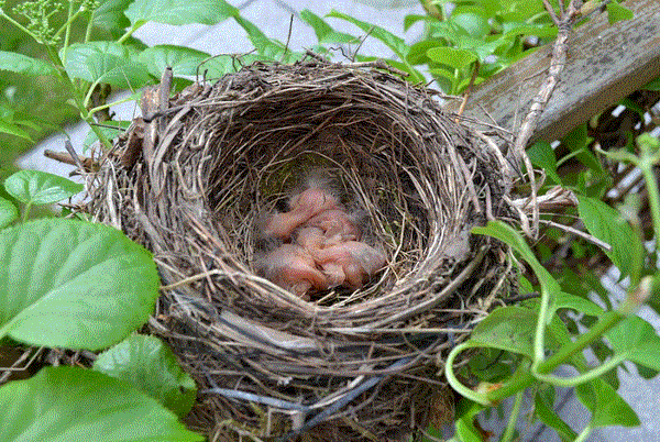 nest on balcony