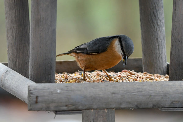 Nuthatch