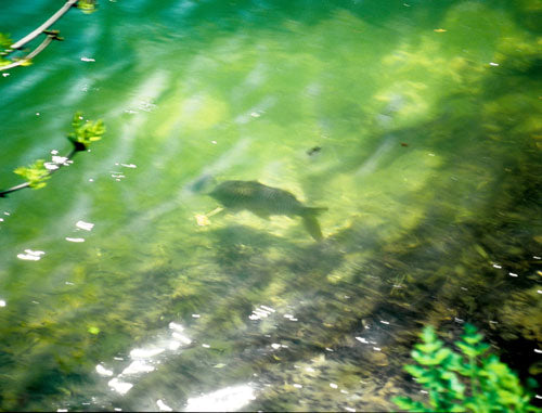 one-of-the-lake's-big-carp-drifting-slowly-over-the-baited-area