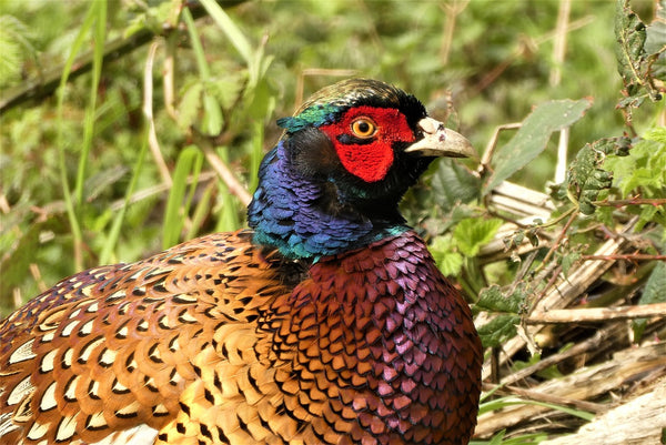 The common Pheasant