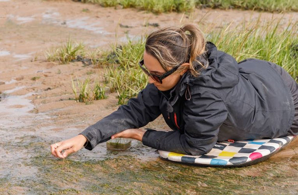 Lady laid down planting seagrass in the river Humber