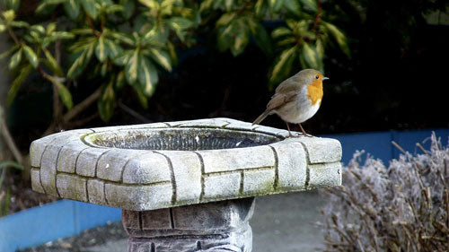 Robin on a bird bath