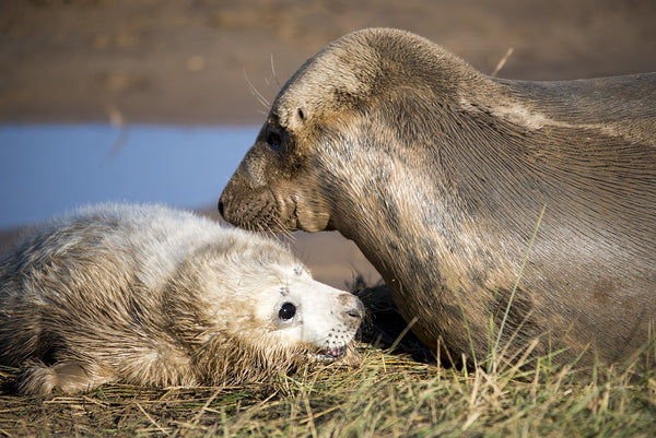 seal pup