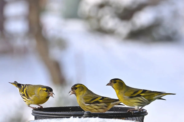 The Siskin bird