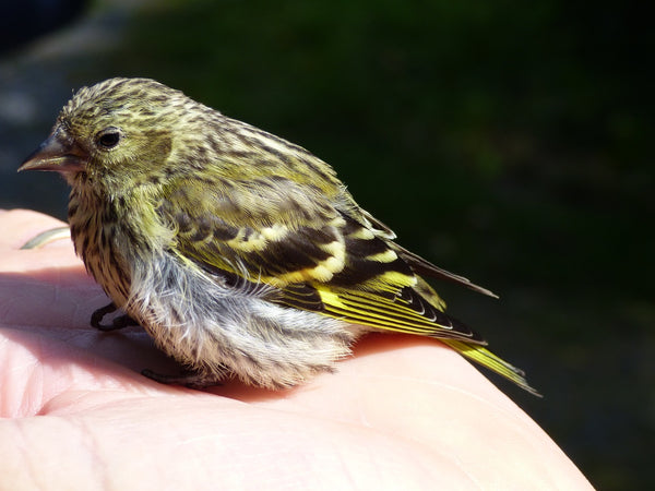 Small Siskin in persons hand.