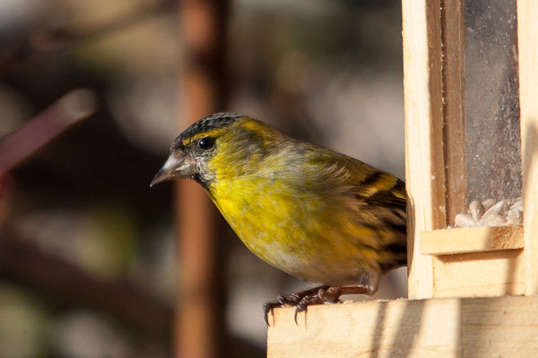 Siskin on feeder.