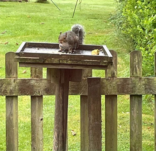 squirrel on a bird table