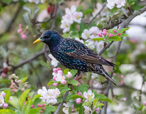 starling-in-a-tree