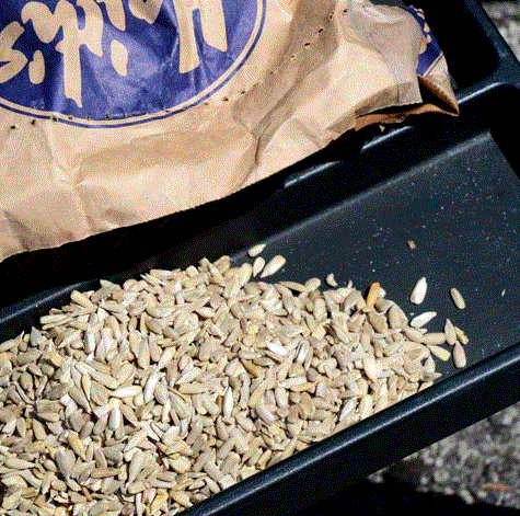 Sunflower Hearts