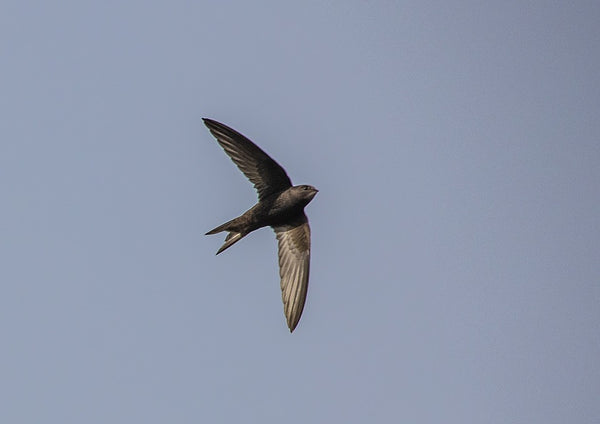 Swift Flying