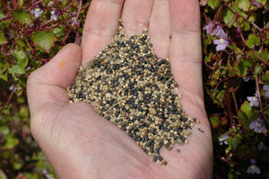 wide-variety-of-seeds-and-grains-that-make-up-this-superb-micro-seed-blend