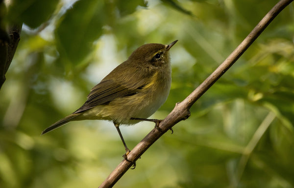 The Willow Warbler Bird