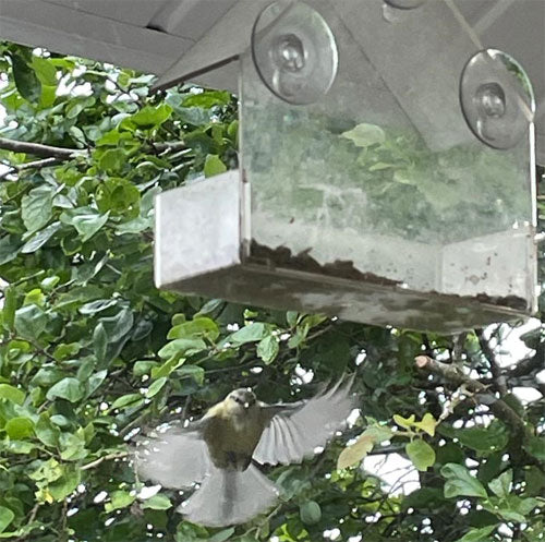 Window Bird Feeder