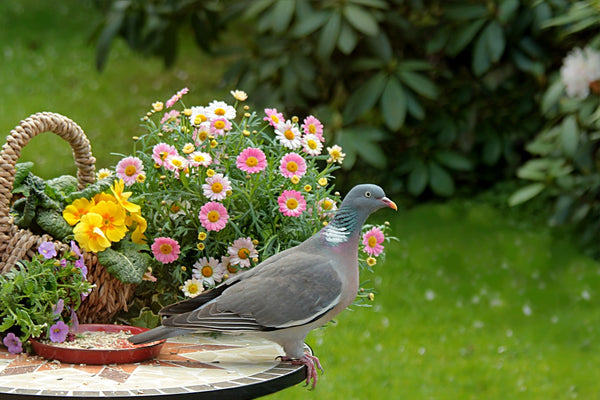 Image of a wood pigeon sat near some summer flowers