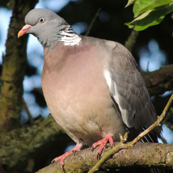 Image of a wood pigeon sat in a tree