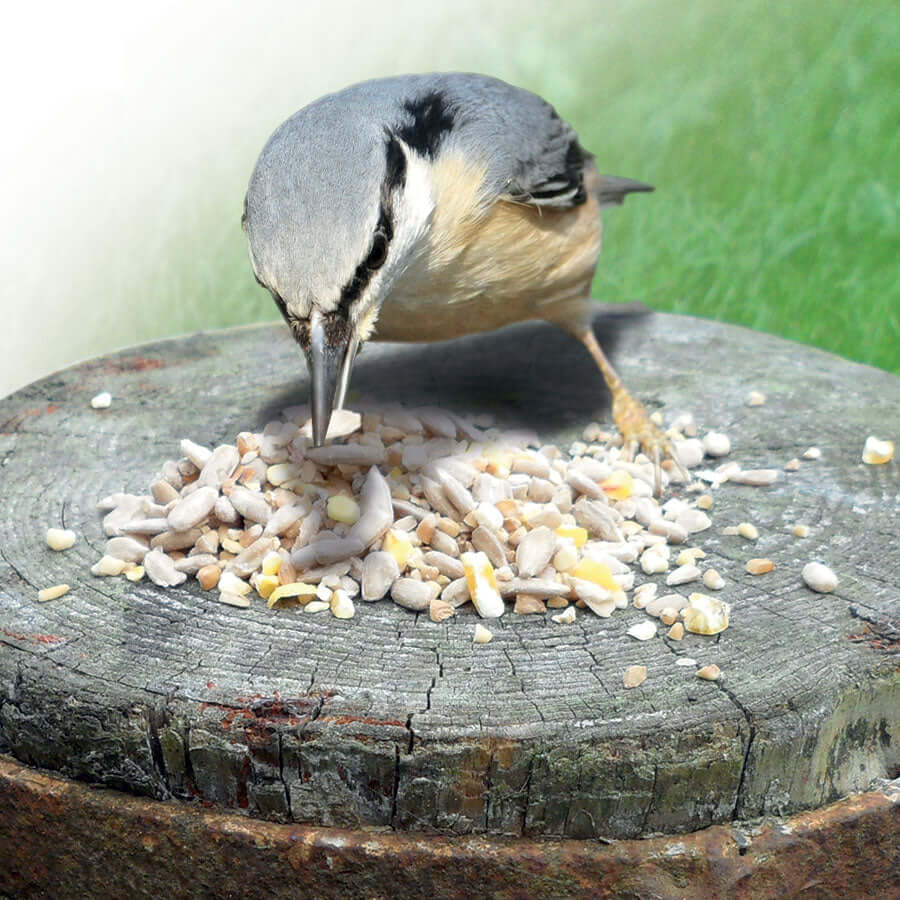 haith bird food