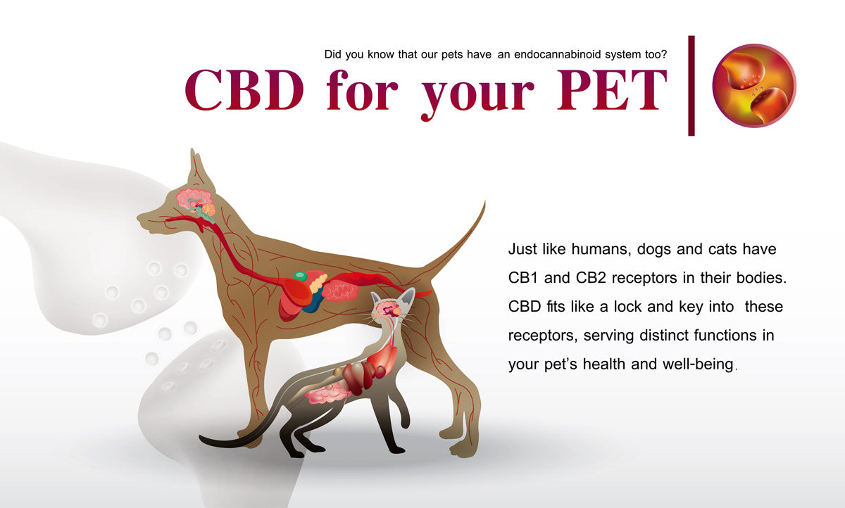 CBD For Dogs & Cats Near Me