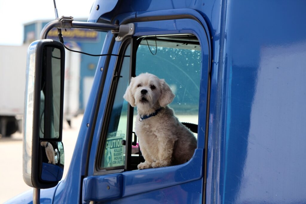 puppy sitting in truck