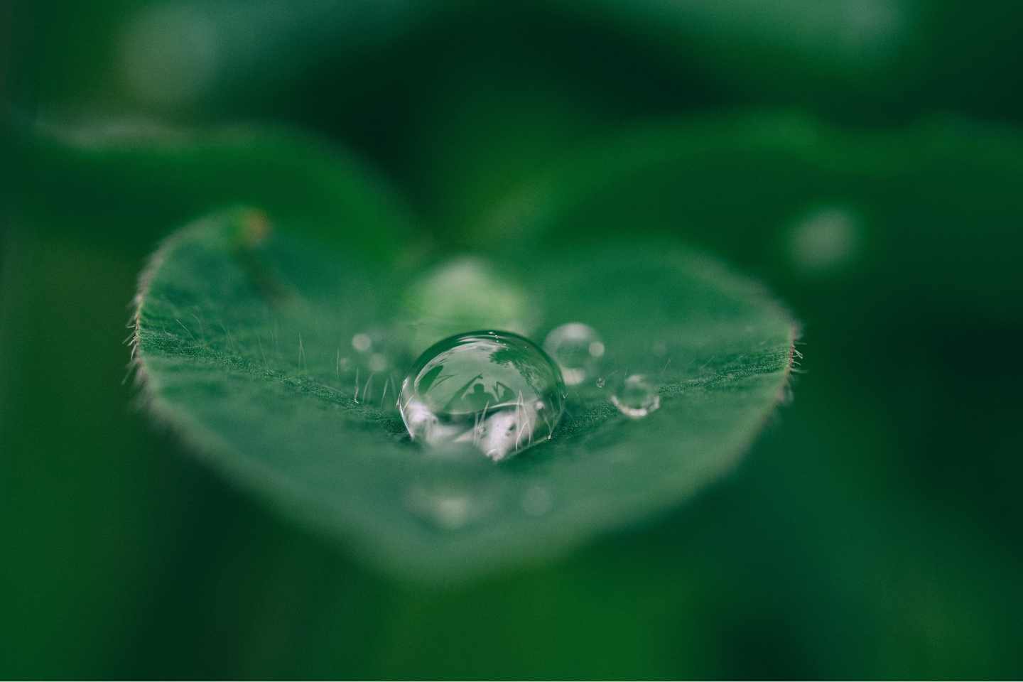 water droplet on a small green leaf